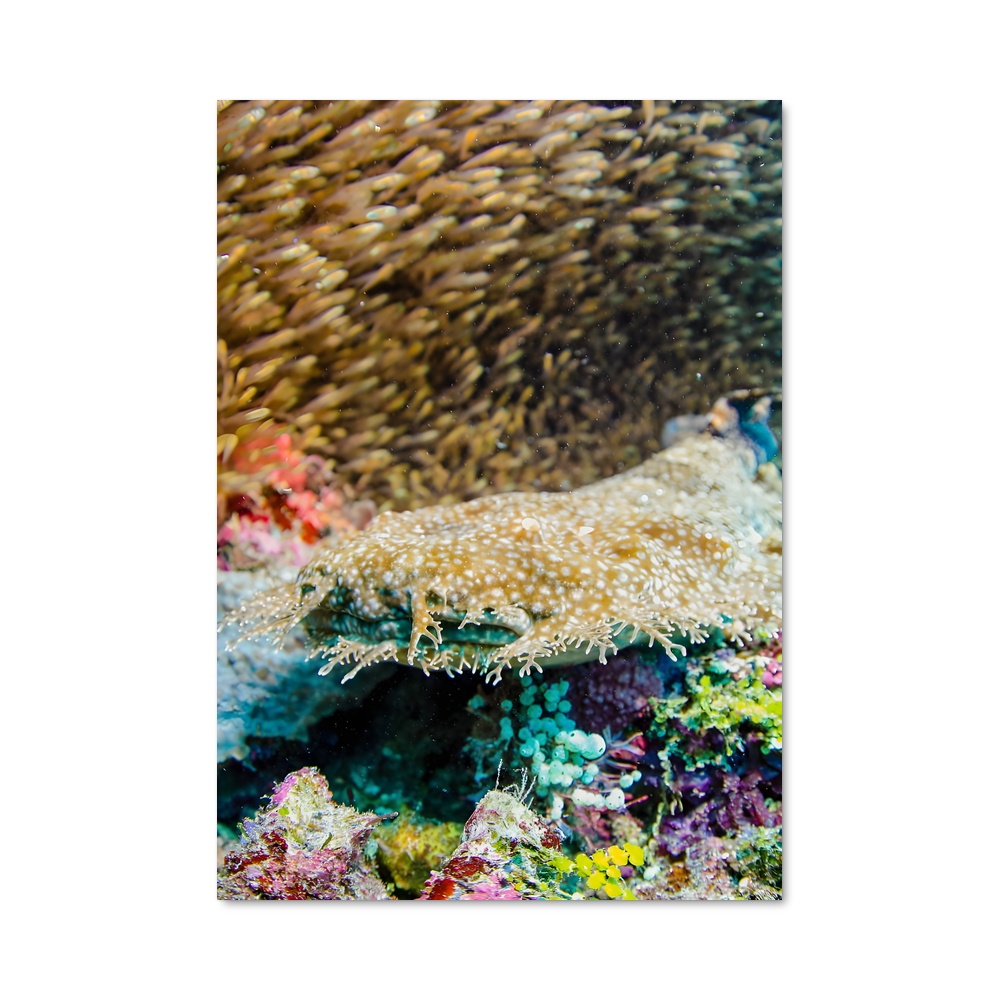 Poster Coral triangle – affiche Plongée sous-marine